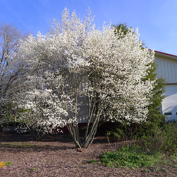 service berry tree