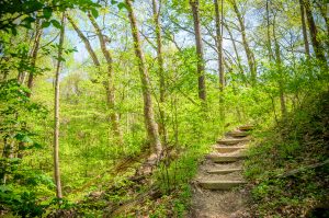 Hiking Path in California Woods