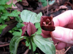 red prairie trillium flower