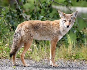 coyote in the woods