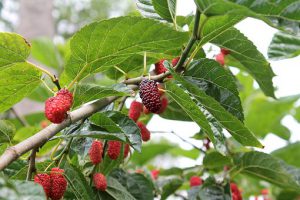 red mulberry tree