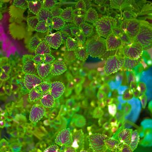 Coleus