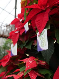 poinsettia christmas tree close up