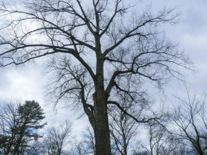 large willow oak tree named after clara barton at eden park