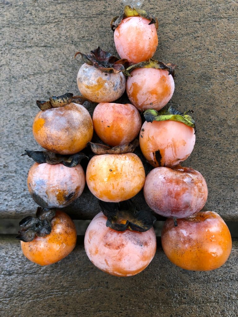 persimmon