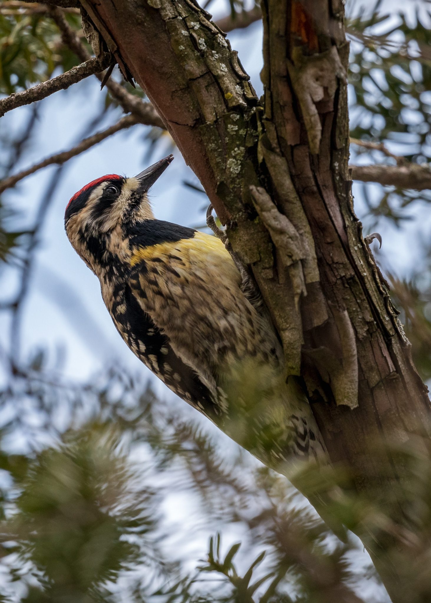 Yellow-barried sapsucker woodpecker Photo by Peter Lloyd on Unsplash