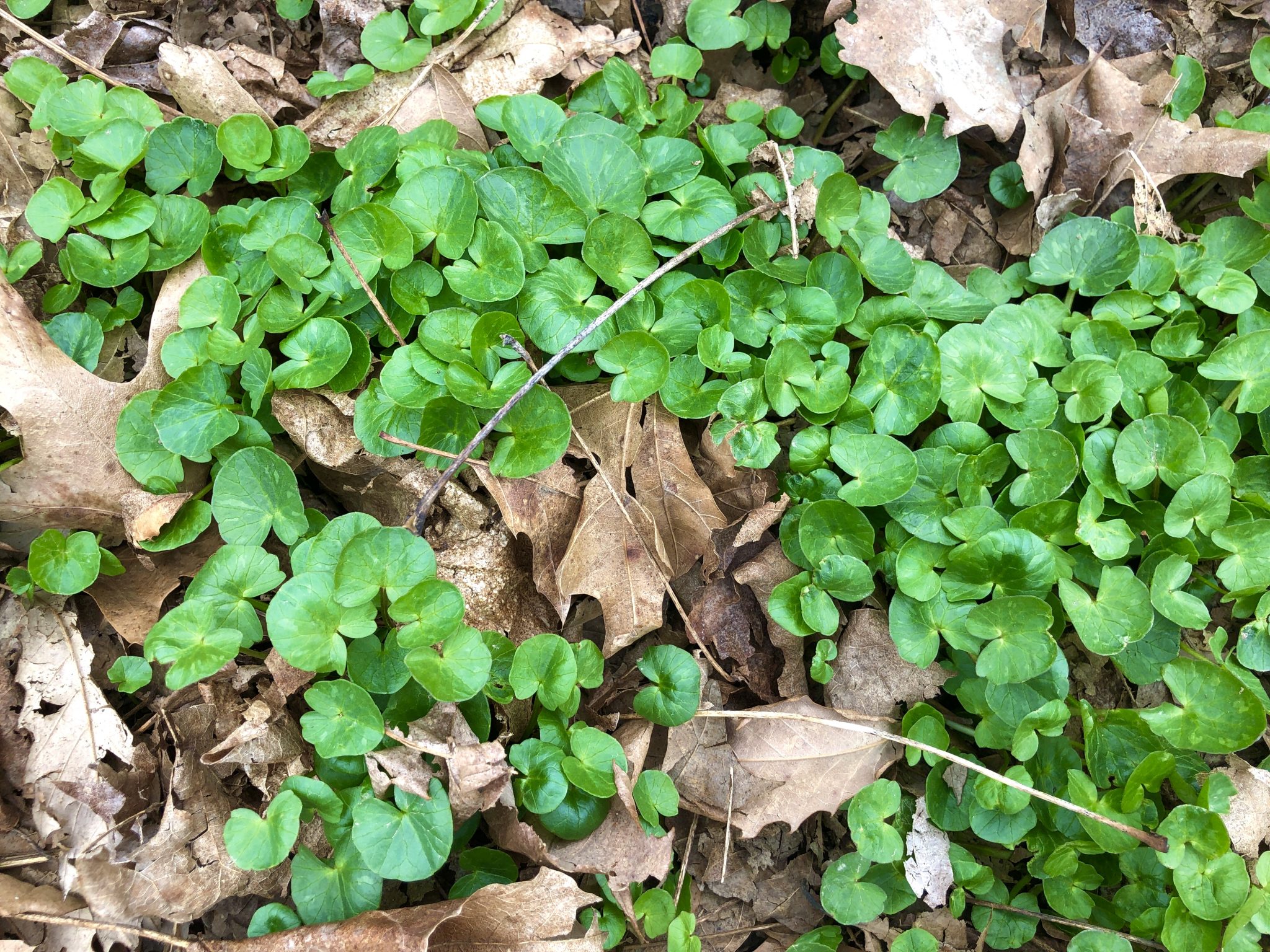 lesser celandine