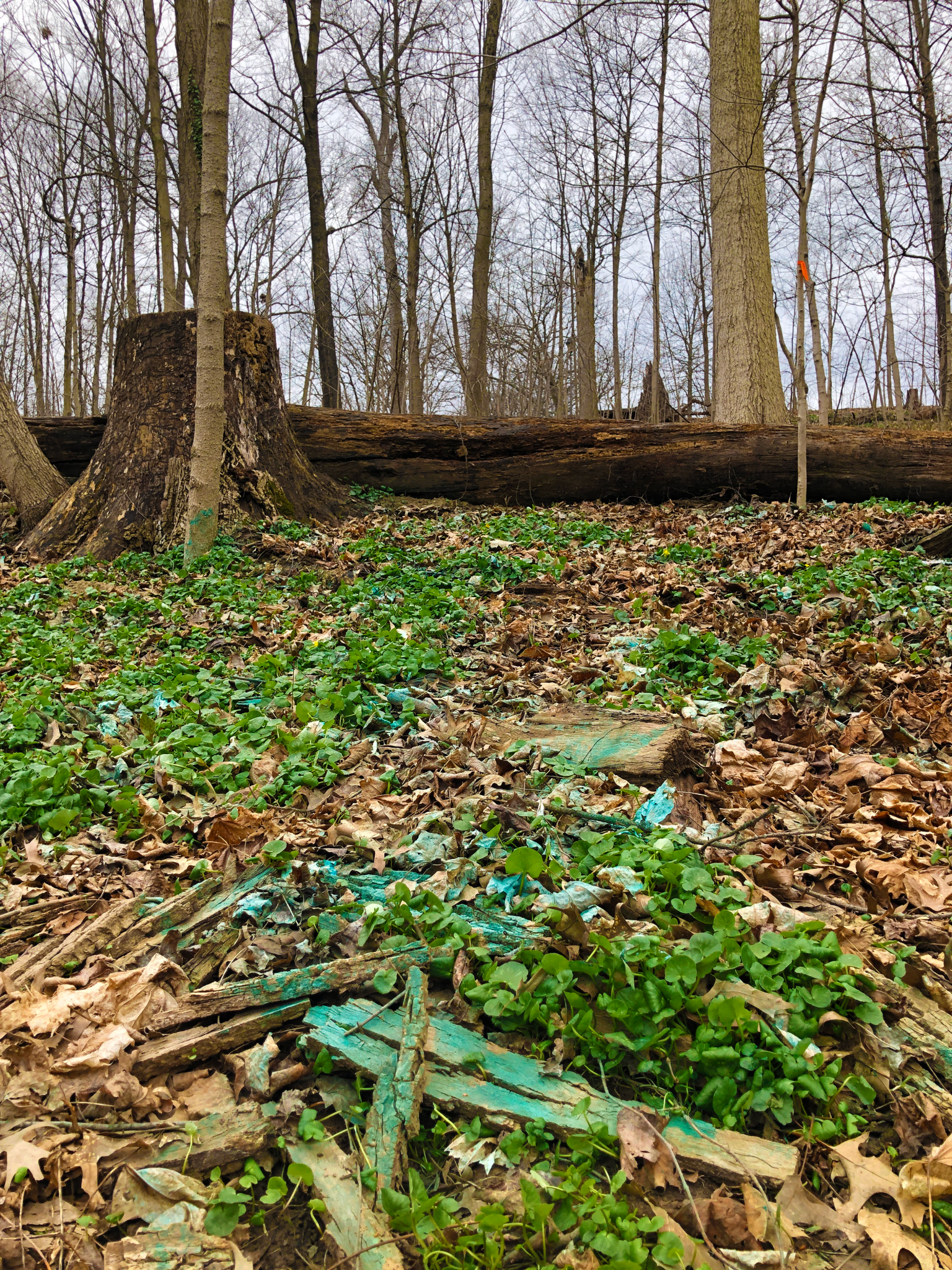 herbicide on lesser celandine