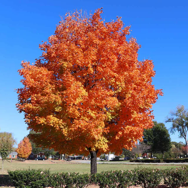 Sugar Maple