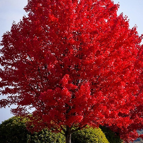 Red maple