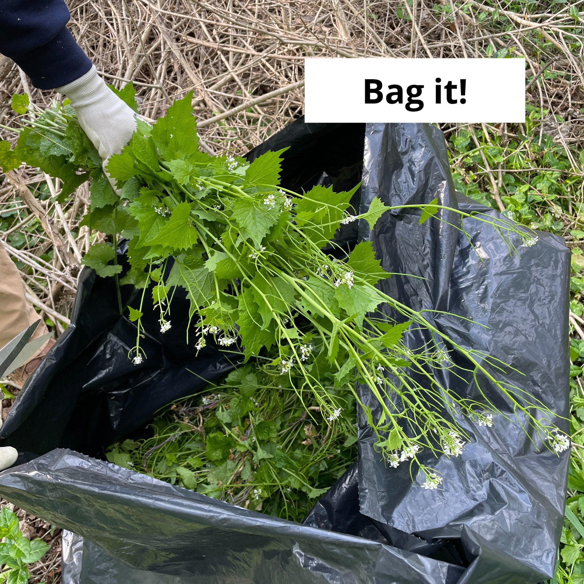 garlic mustard in trash bag