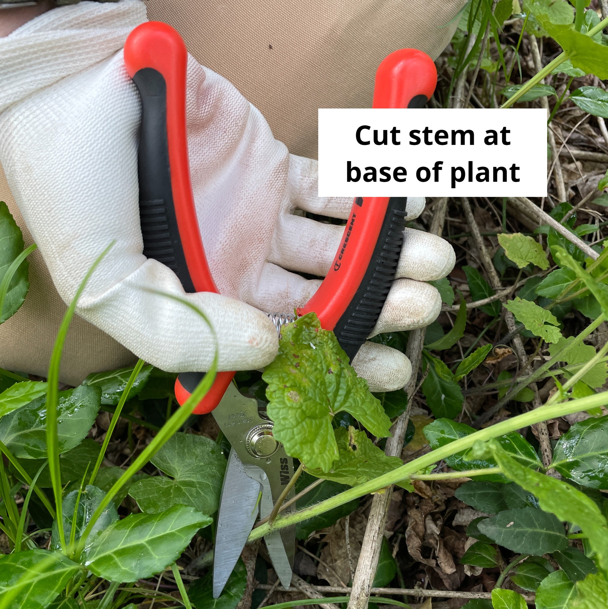 cutting stem of garlic mustard