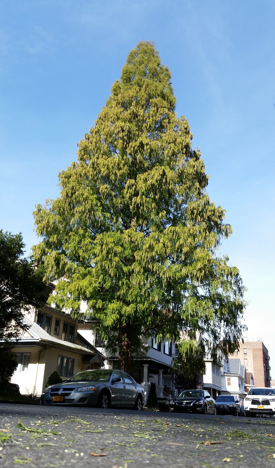 Dawn redwood tree