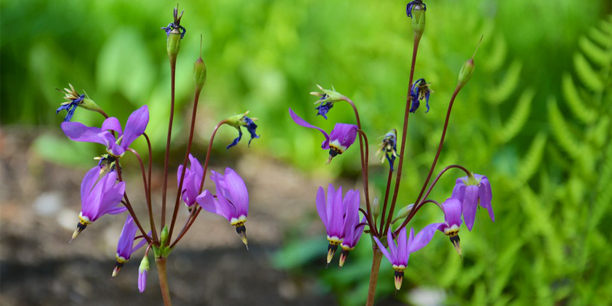 eastern shooting star purple flower