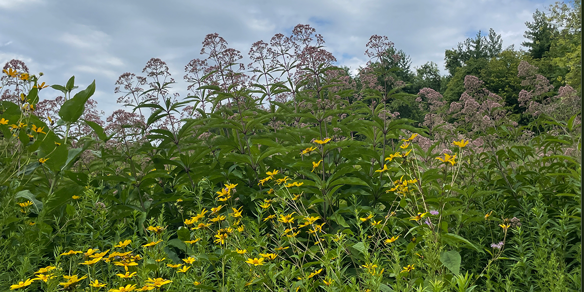 prairie with yellow and purple flowers