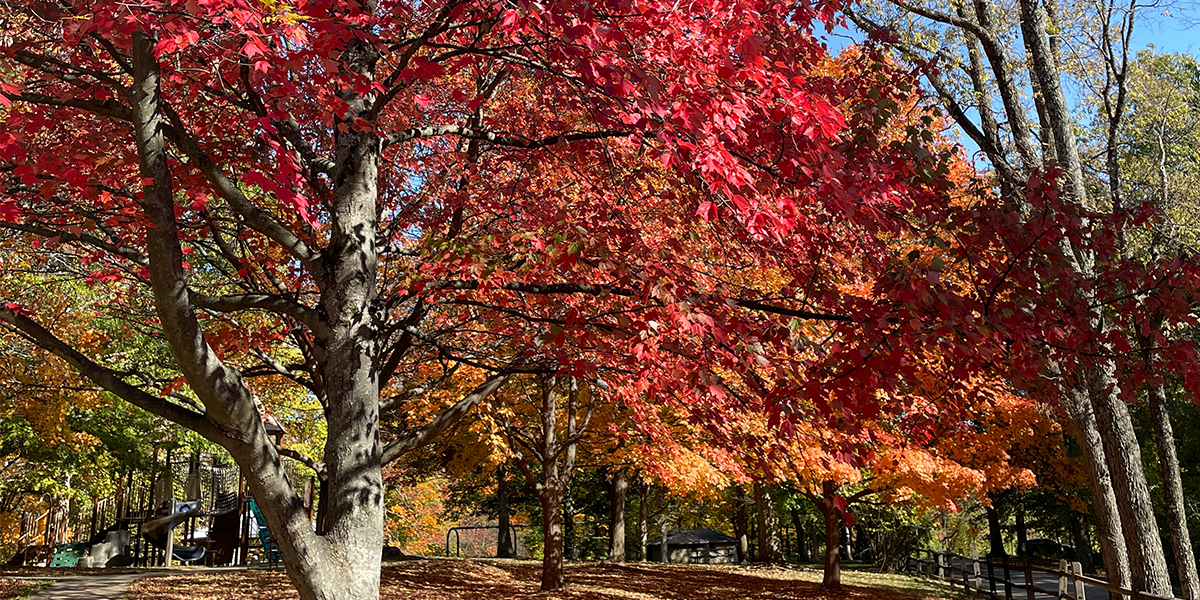 tree with red and yellow and orange leaves