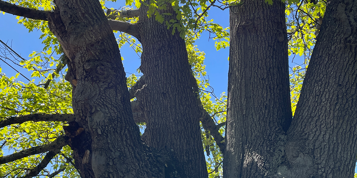 close up of oak tree