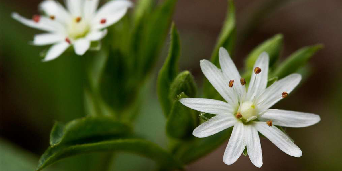 star chickweed white flower