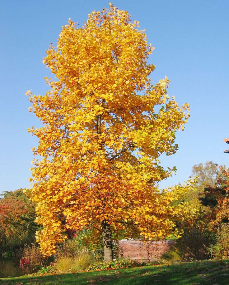 tulip tree