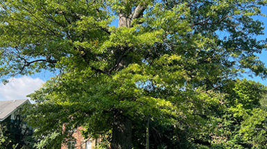 Saying Goodbye to the Pin Oak in Stella Park