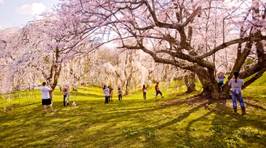 Ault Park Weeping Cherry Grove