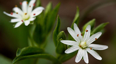 April Brings Wildflowers and an Eclipse