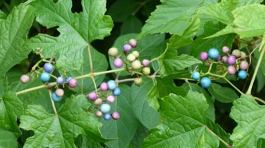 Ecological Restoration Continued at Burnet Woods