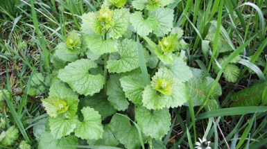 Mission Possible: Eradicating Invasive Species in Cincinnati Parks