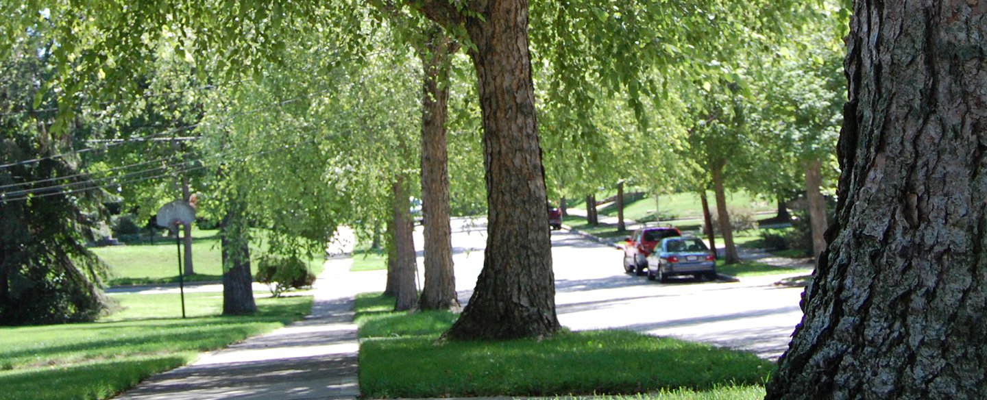 River Birch Street Trees