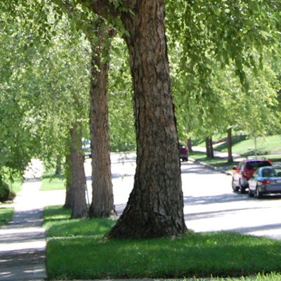 River Birch Street Trees