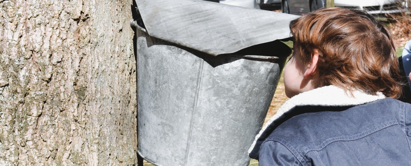 Maple Sugaring