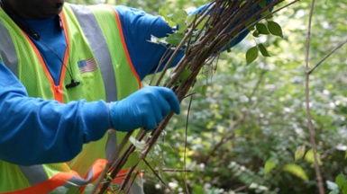 Want a Green Job? Cincinnati Parks is Hiring!