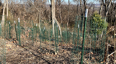 Ault Park Reforestation