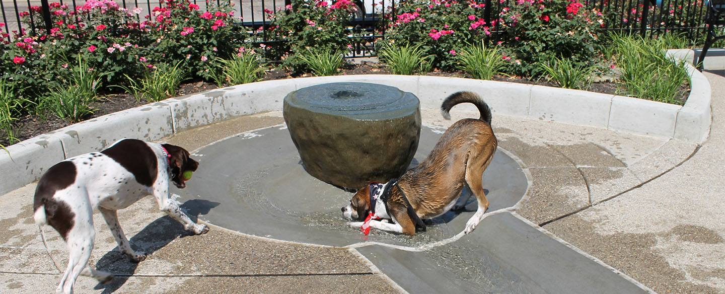 Dog Park at Washington Park