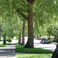 Urban Forestry/Street Trees