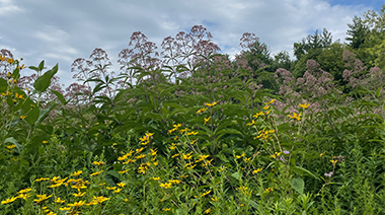 Transform your lawn into a native plant sanctuary