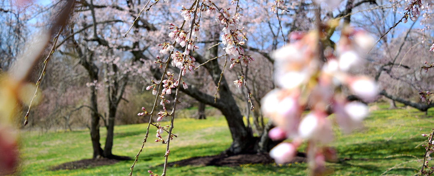 Ault Park Cherry Blossom Grove In Spring