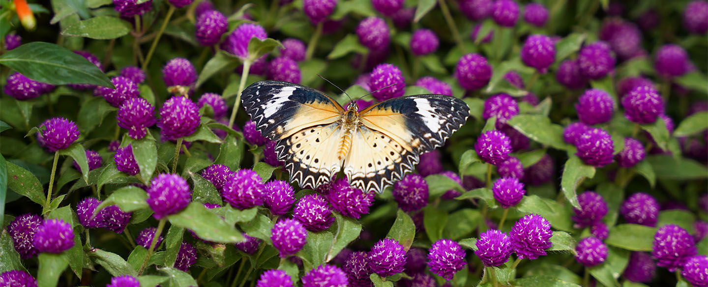 Butterfly at Butterfly Show at Krohn Conservatory