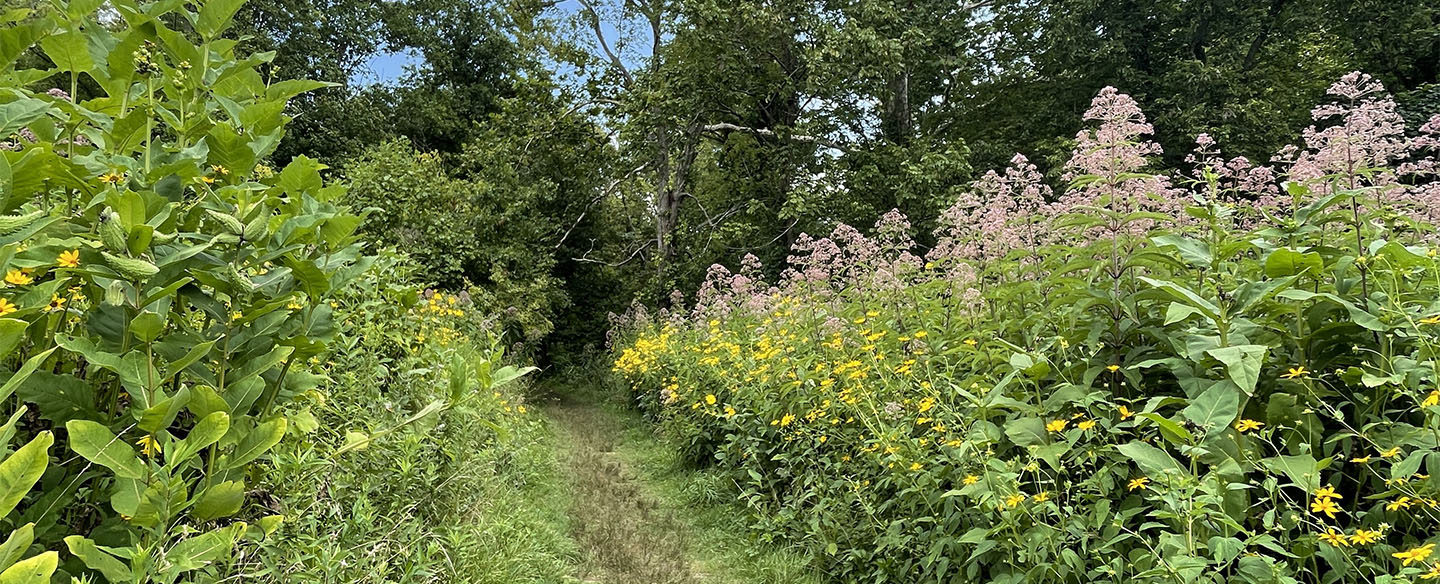 Pollinator Garden Meadow Trail At French Park