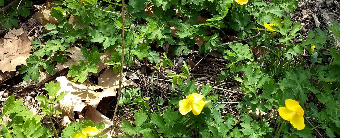 Buttercups at Parkers Woods