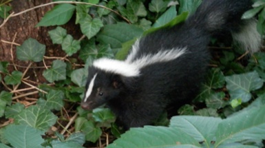 Let's Talk Skunks