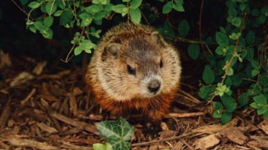 5 Fun Facts About Groundhogs