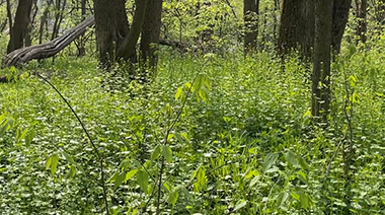 How to Remove Garlic Mustard