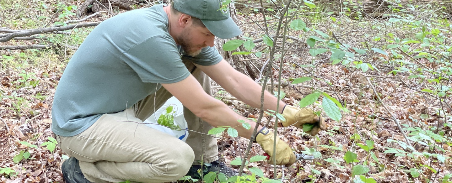 Garlic Mustard Removal