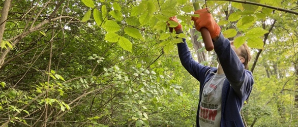 Cutting Back Invasive Species at LaBoiteaux Woods