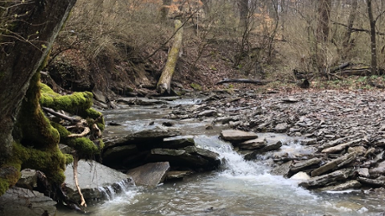 Fossil Hunting in Your Cincinnati Parks