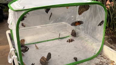 What Happens to the Butterflies at Krohn Conservatory When the Show is Over?