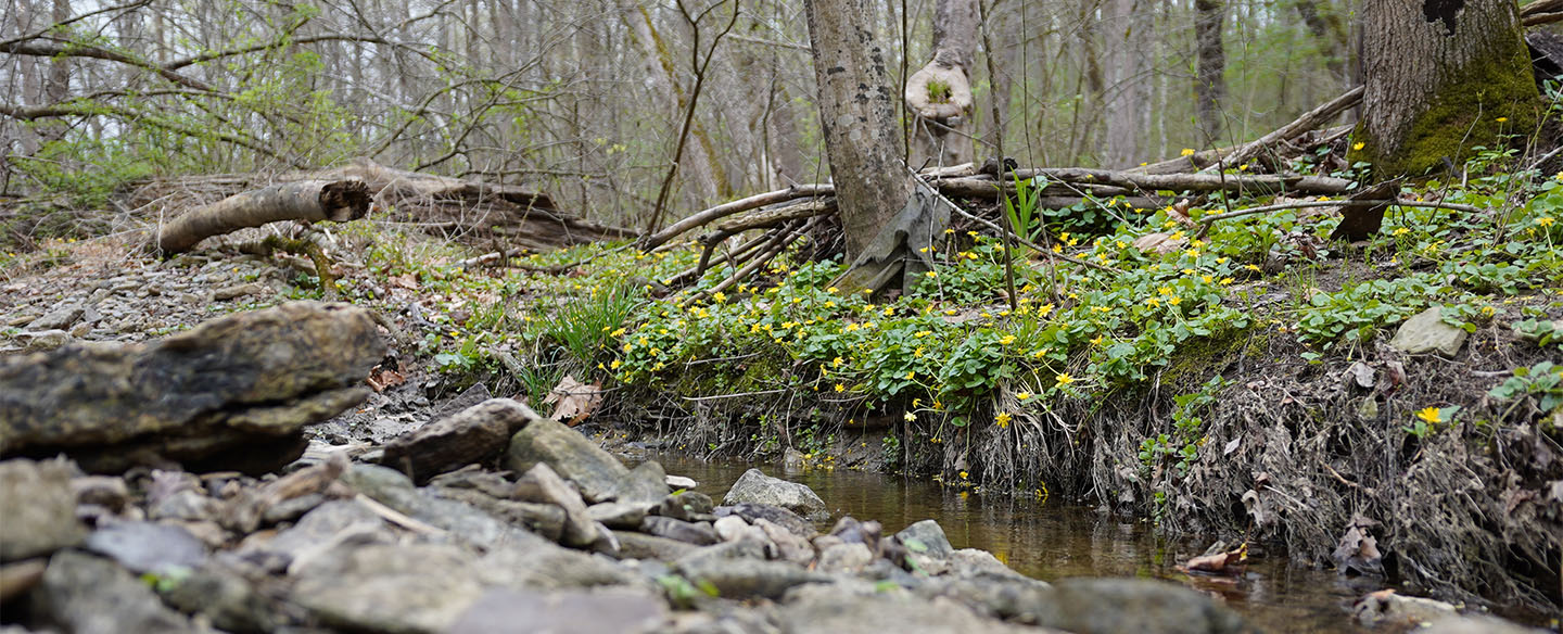 Creek Hike At California Woods Nature Preserve