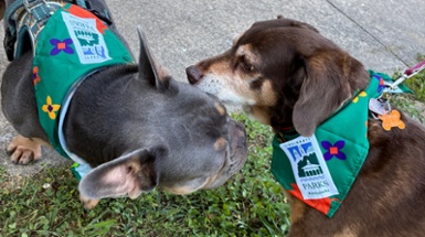 Dog Etiquette and Dog Park Etiquette in Cincinnati Parks