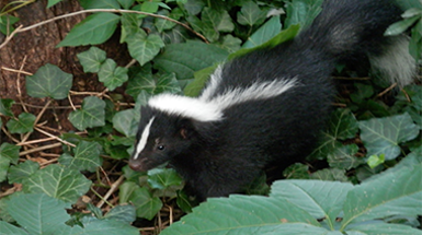 Stripes and Stenches: Exploring the Eastern Striped Skunk